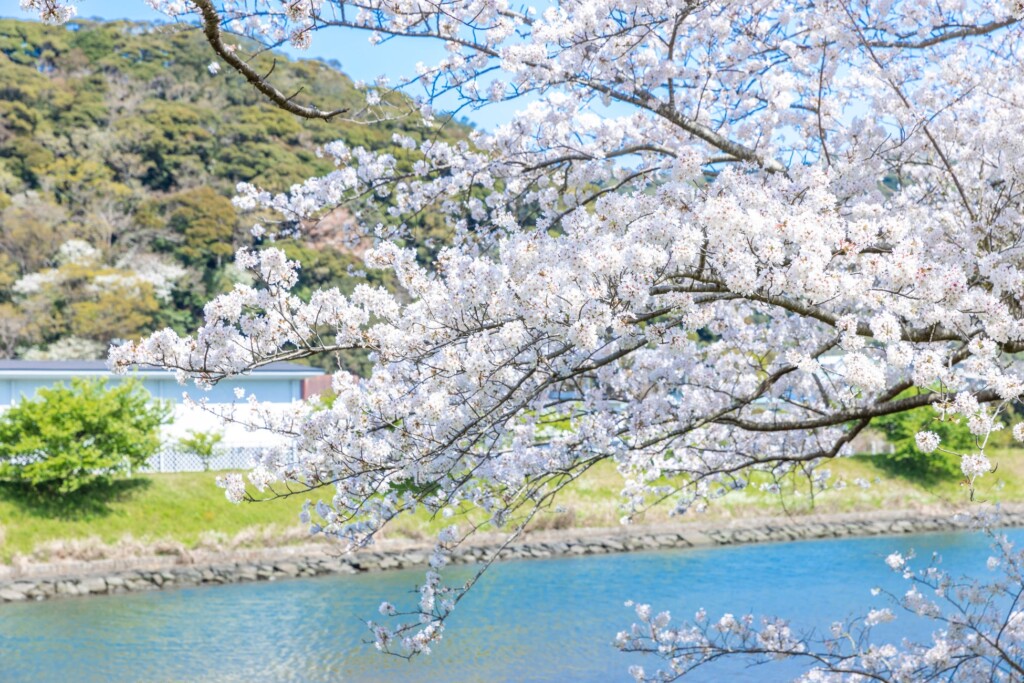 青野川に咲くソメイヨシノ
