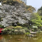 〈ホテルニューオータニ 日本庭園〉今年のヤマザクラ