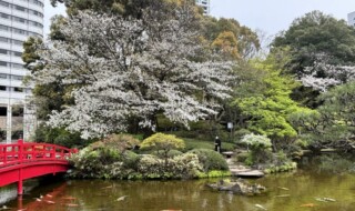 〈ホテルニューオータニ 日本庭園〉今年のヤマザクラ