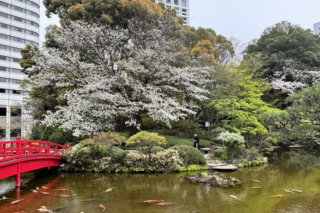 〈ホテルニューオータニ 日本庭園〉今年のヤマザクラ