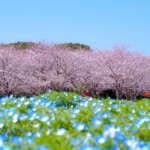 4月1日(月)の花の丘の様子
