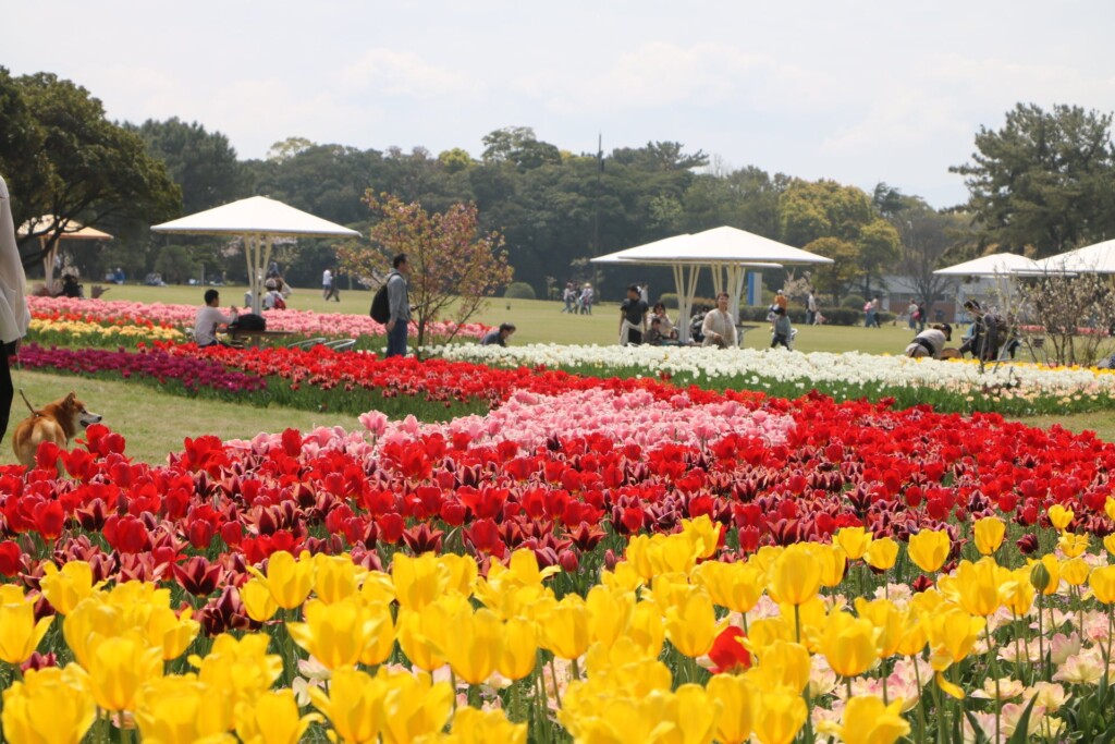 チューリップ（彩りの花壇）