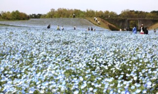 ネモフィラが見頃を迎えた花の丘（4月10日撮影）
