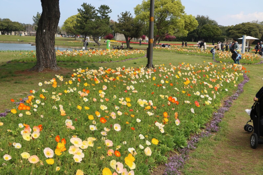 アイスランドポピー（彩りの花壇）