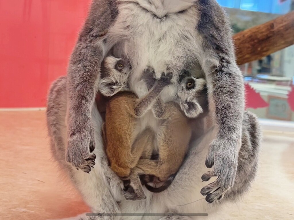 ワオキツネザルの双子の赤ちゃん