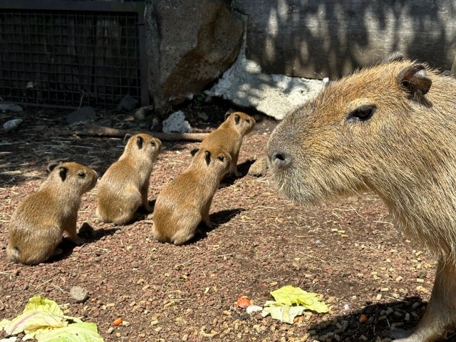 カピバラの赤ちゃん