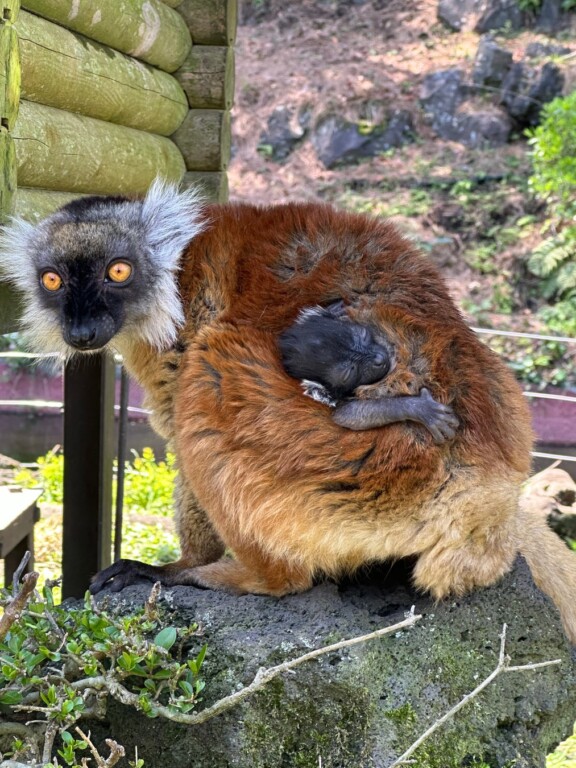 クロキツネザルの赤ちゃん