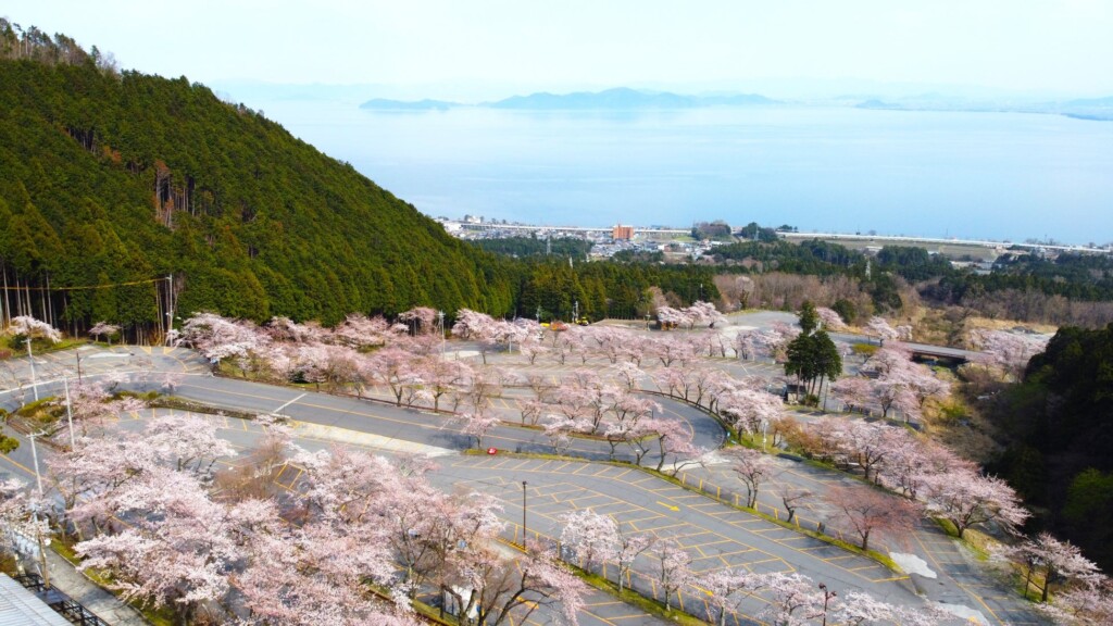 琵琶湖を望む約1,500mに渡る桜並木