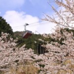 桜の季節のびわ湖バレイロープウェイ