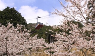 桜の季節のびわ湖バレイロープウェイ