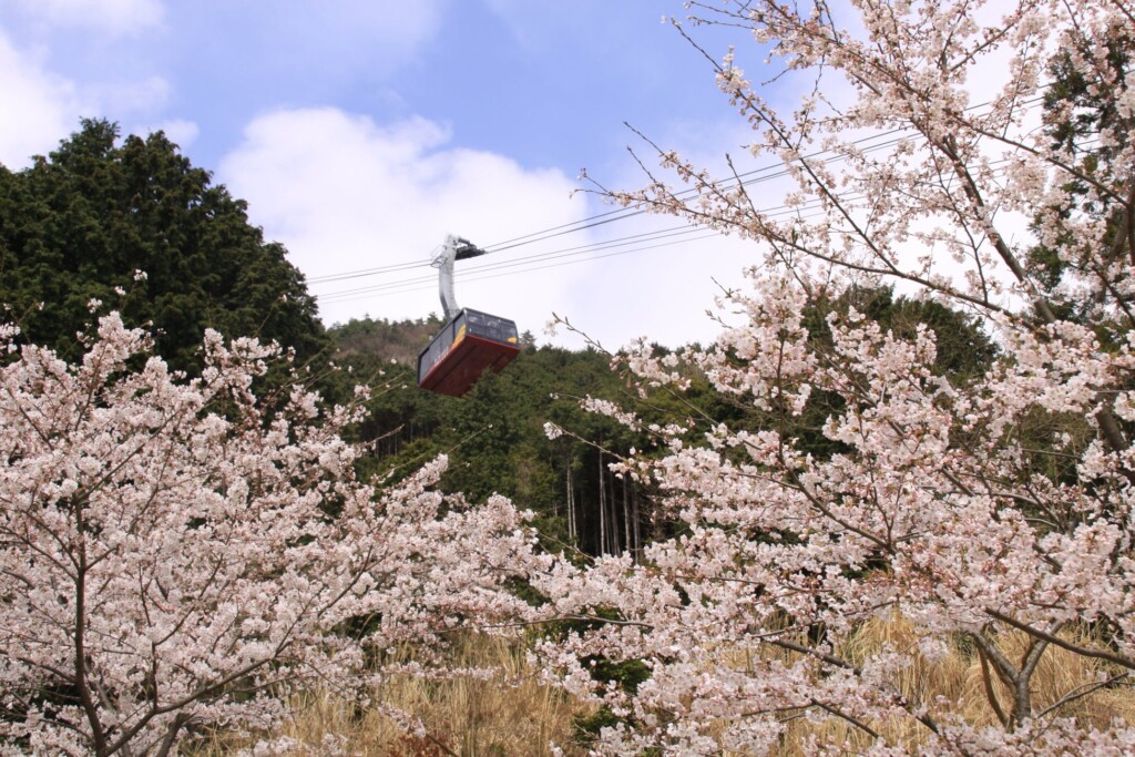 桜の季節のびわ湖バレイロープウェイ