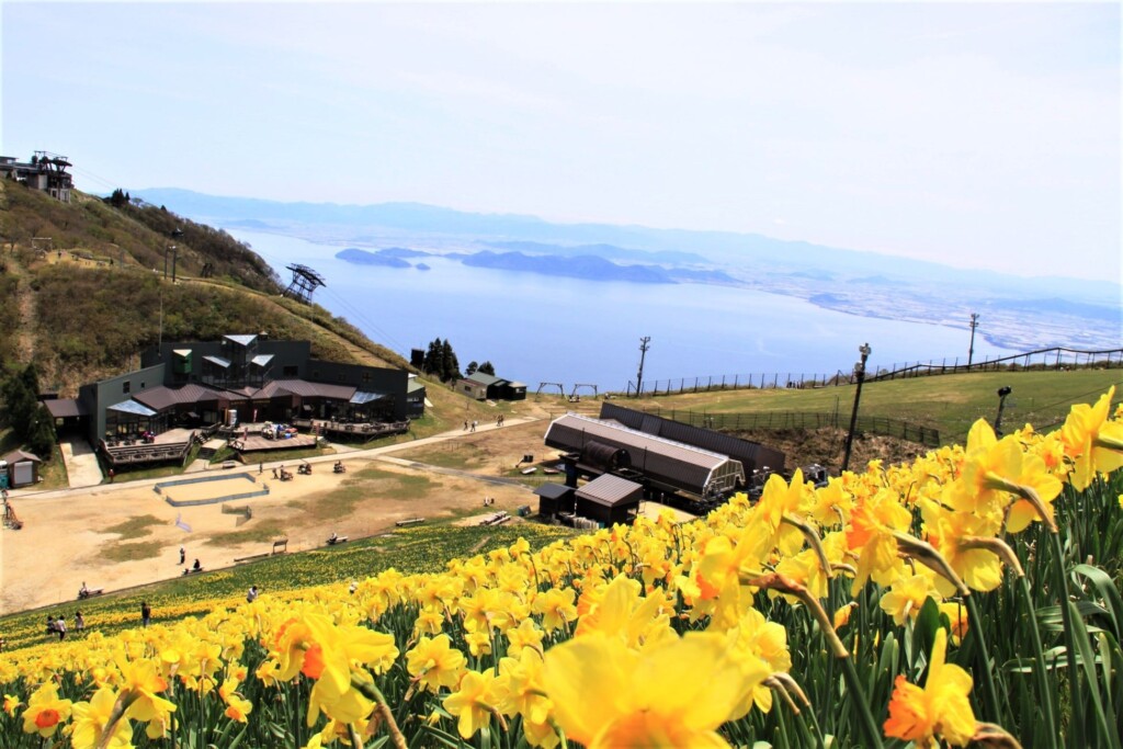 びわ湖バレイの絶景のひとつ　スイセンの丘から望む琵琶湖。琵琶湖と空の青、スイセンの黄色のコントラストが美しい