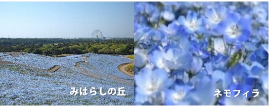 国営ひたち海浜公園提供