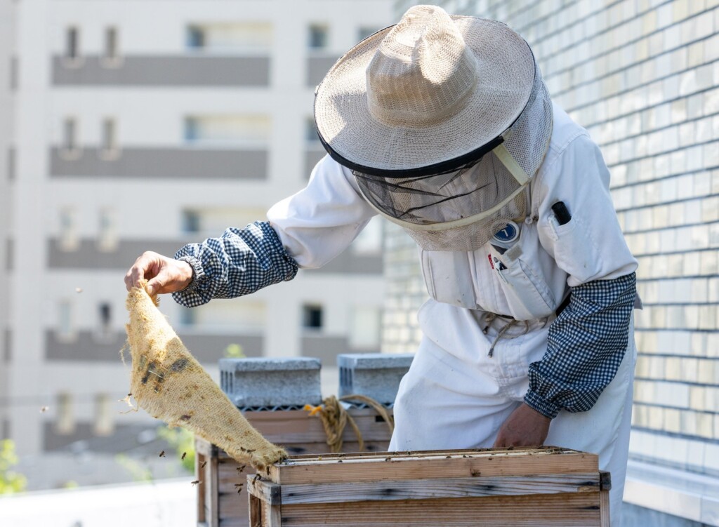 採蜜の様子