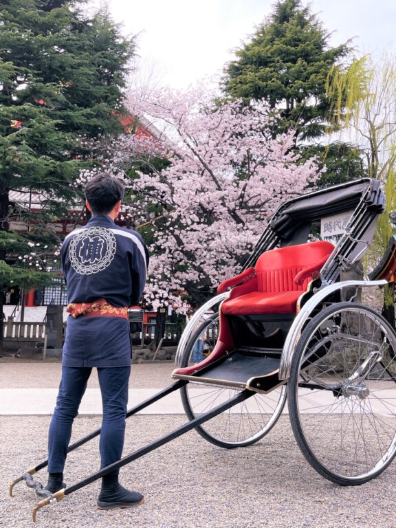 浅草神社境内の桜と人力車（注／本プランは夜間です）