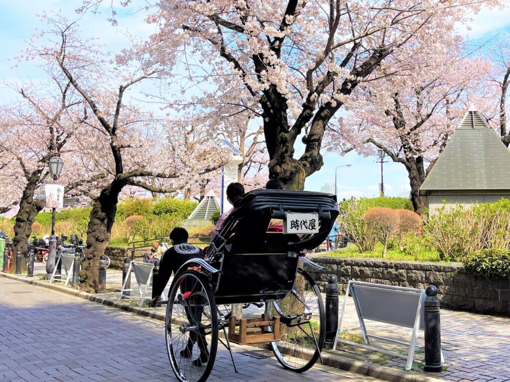 隅田公園沿い・助六夢通りの桜並木を走る人力車（注／本プランは夜間です）