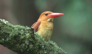 アカショウビンは警戒心が強く、めったに人前に姿を現さないため“幻の鳥”と言われています