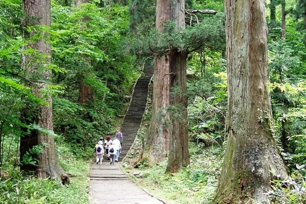 羽黒山頂上まで続く階段は2446段　アカショウビンの鳴き声がこだまする杉木立ちの参道です