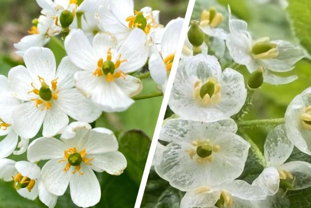 ガラス細工のような透明な花びらのサンカヨウに出合うには、開花と長雨の時期がちょうど一致するなど、さまざまな自然条件がそろわないと難しいと言われています