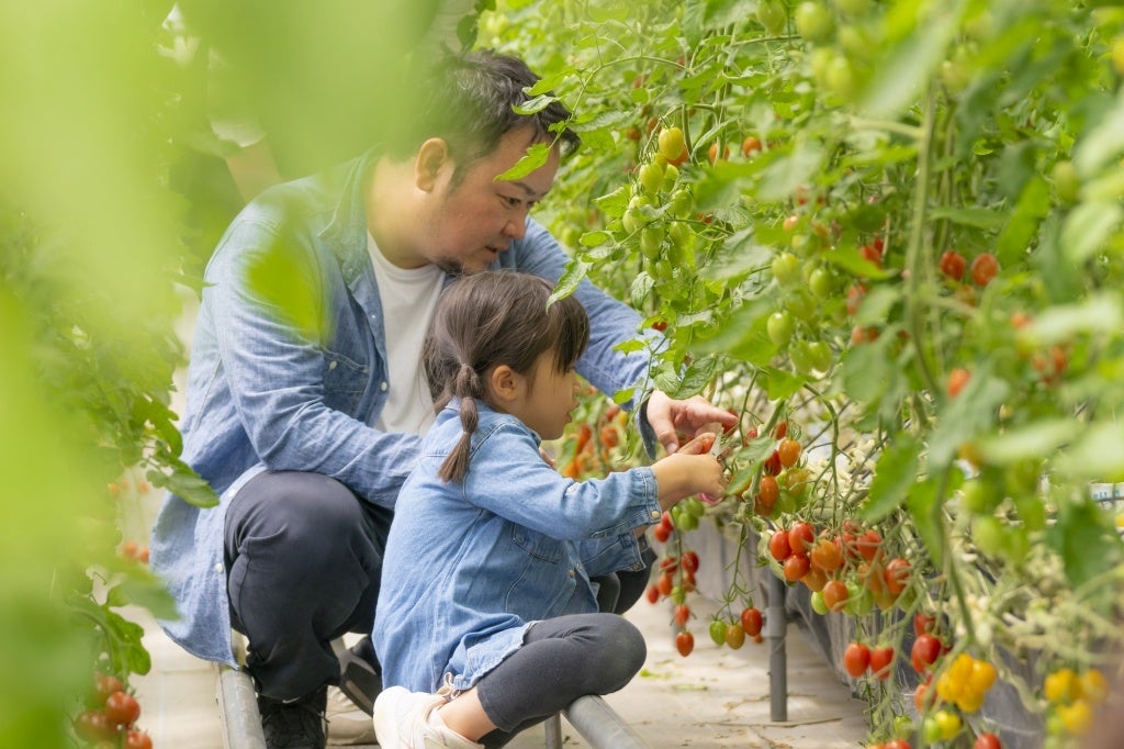 野菜の収穫体験