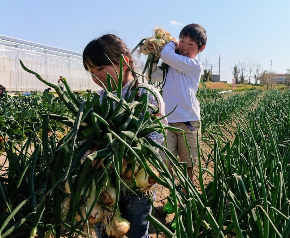 野菜の収穫体験