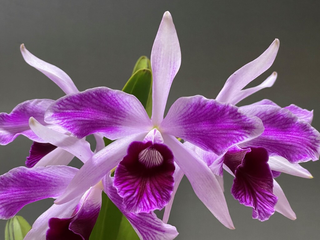 Cattleya purpurata f. framea （カトレヤパープラタ　フラメア）