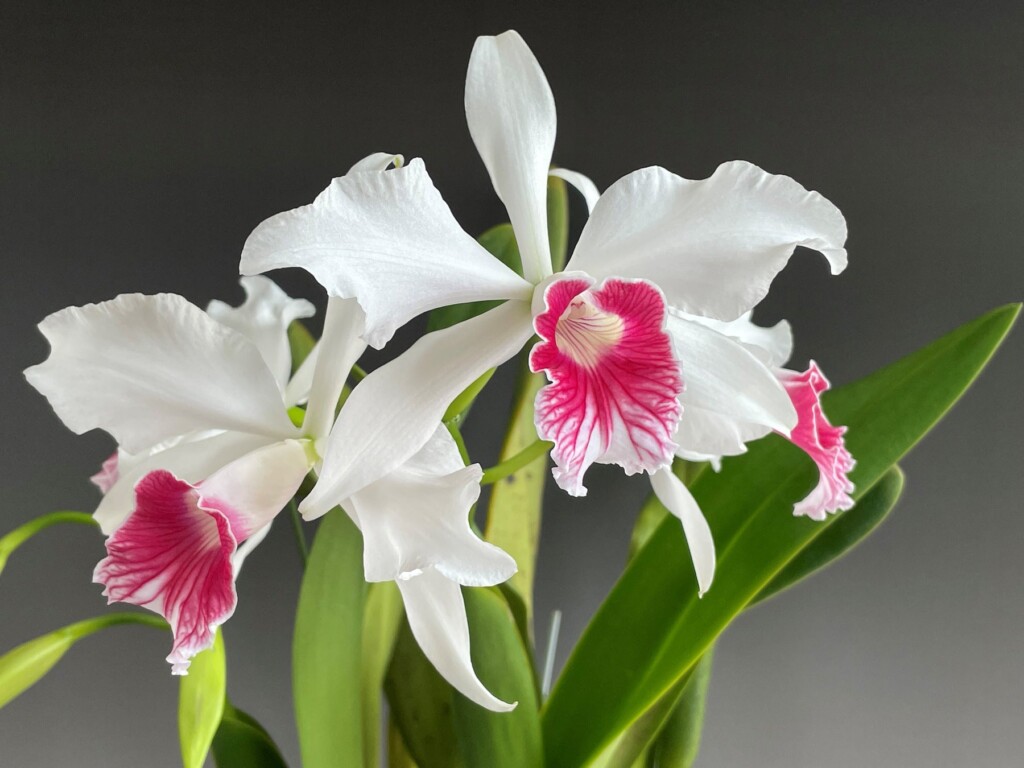 Cattleya purpurata f. carnea （カトレヤパープラタ　カーネア）