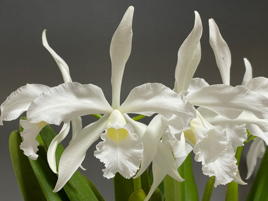 Cattleya purpurata f. alba （カトレヤパープラタ　アルバ）