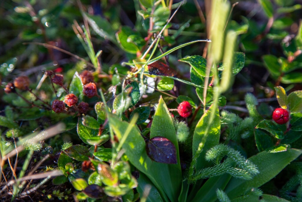 さまざまな高山植物を楽しむ