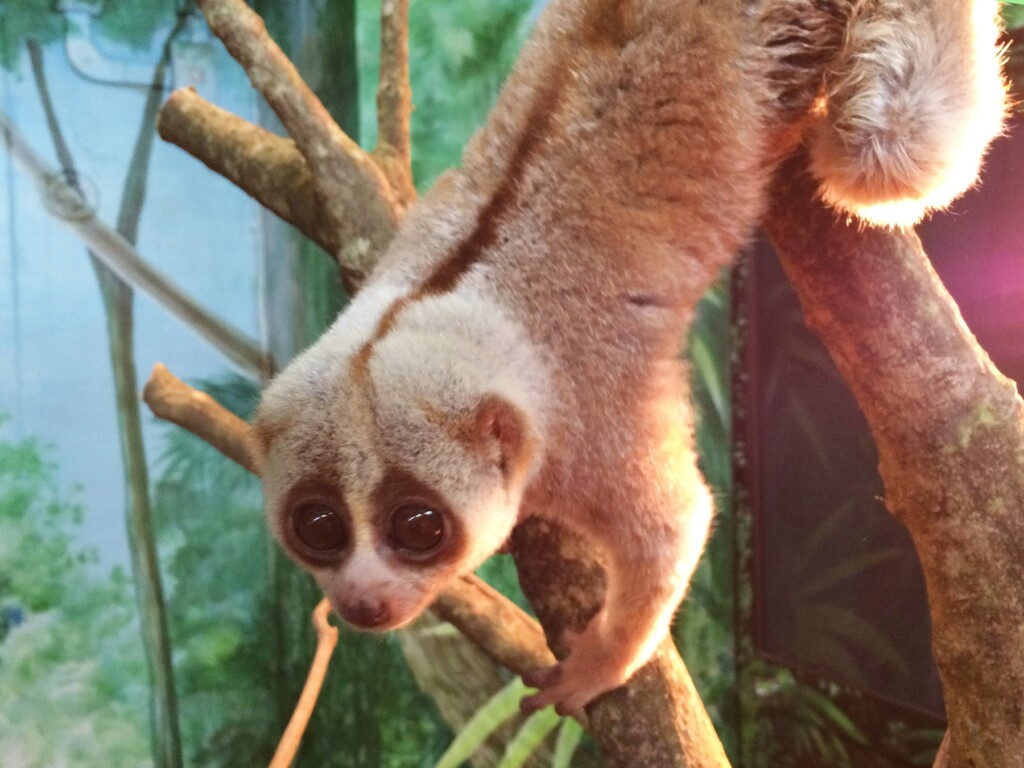 夜行性動物のスローロリス