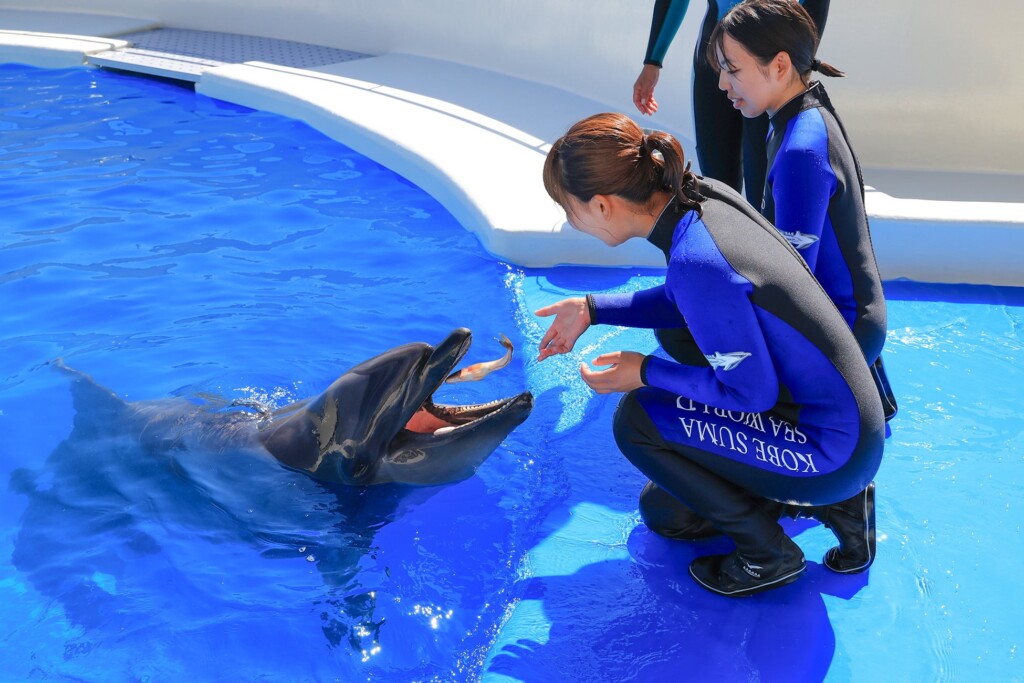 イルカとのふれあい体験