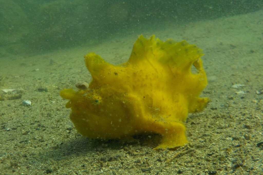 見たことのない生き物に出会えるかも