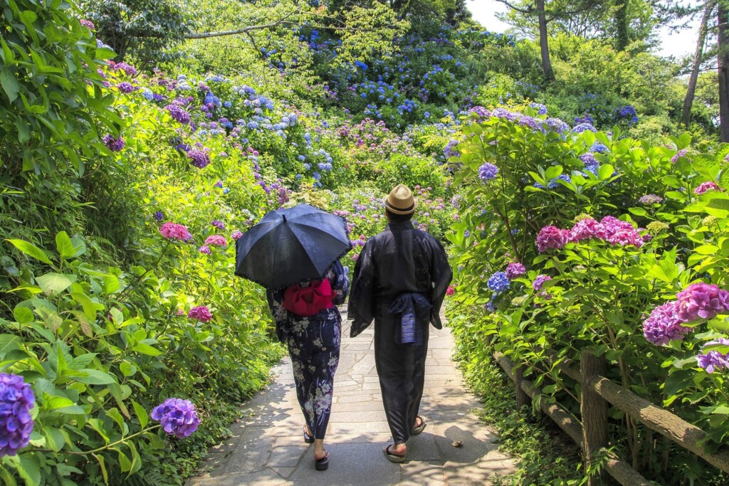 100種類を超えるあじさいの回廊（写真提供　下田市観光協会）