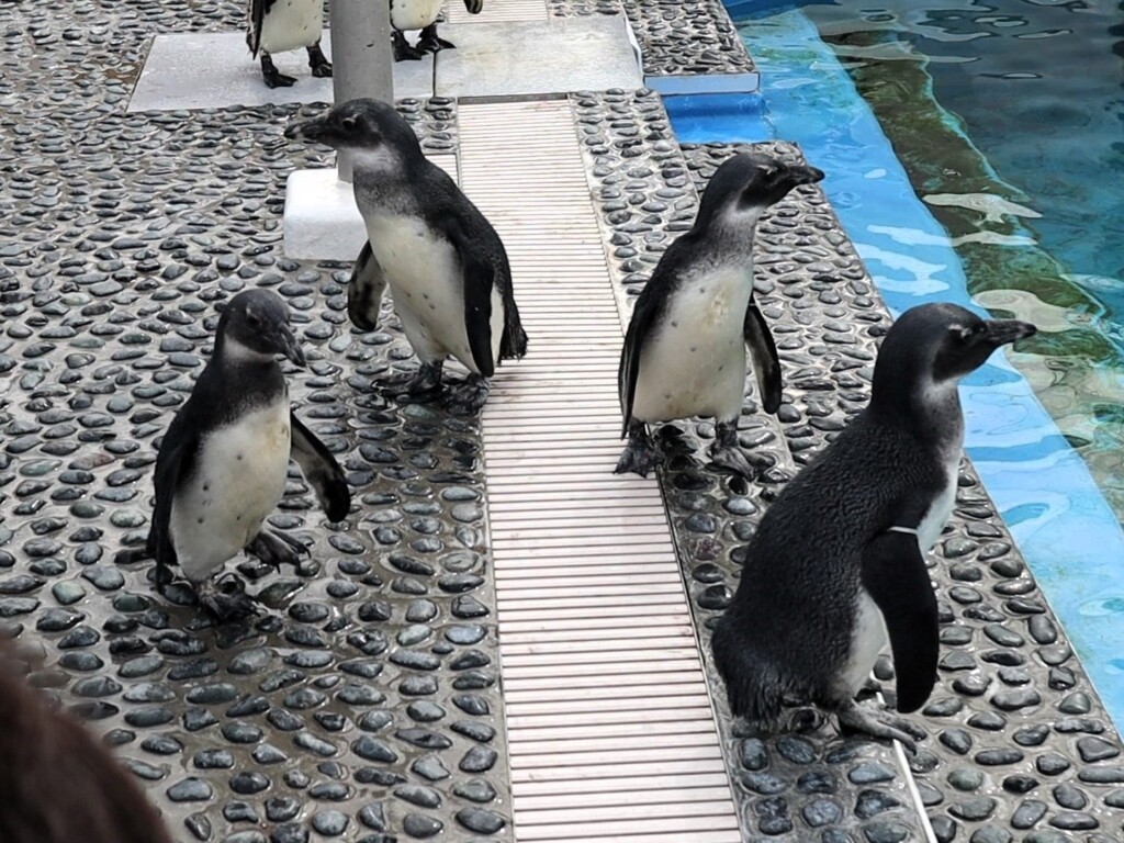 ペンギンエリアで過ごす4羽の雛