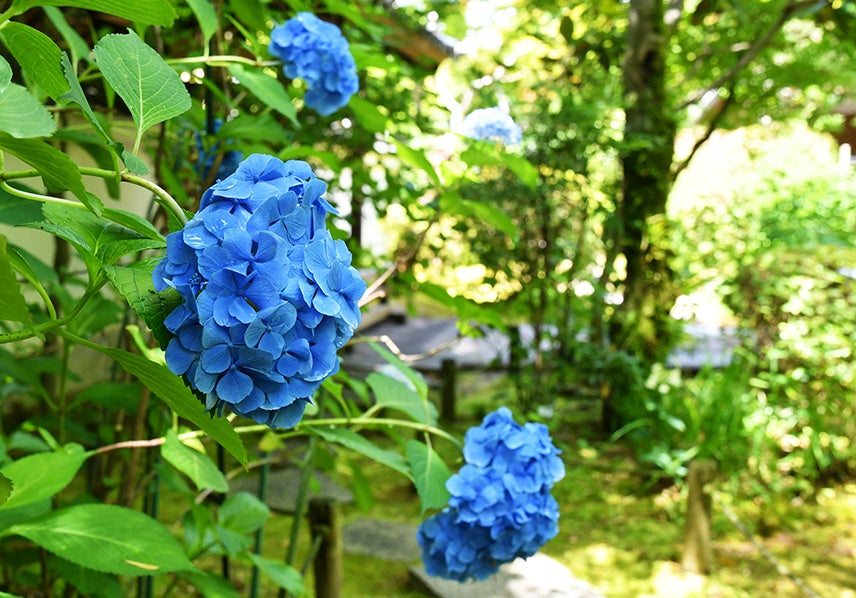 伊勢寺本堂周辺のアジサイ