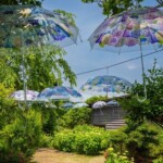 倶利迦羅不動寺提供：「紫陽花の傘」のアンブレラスカイと紫陽花の花
