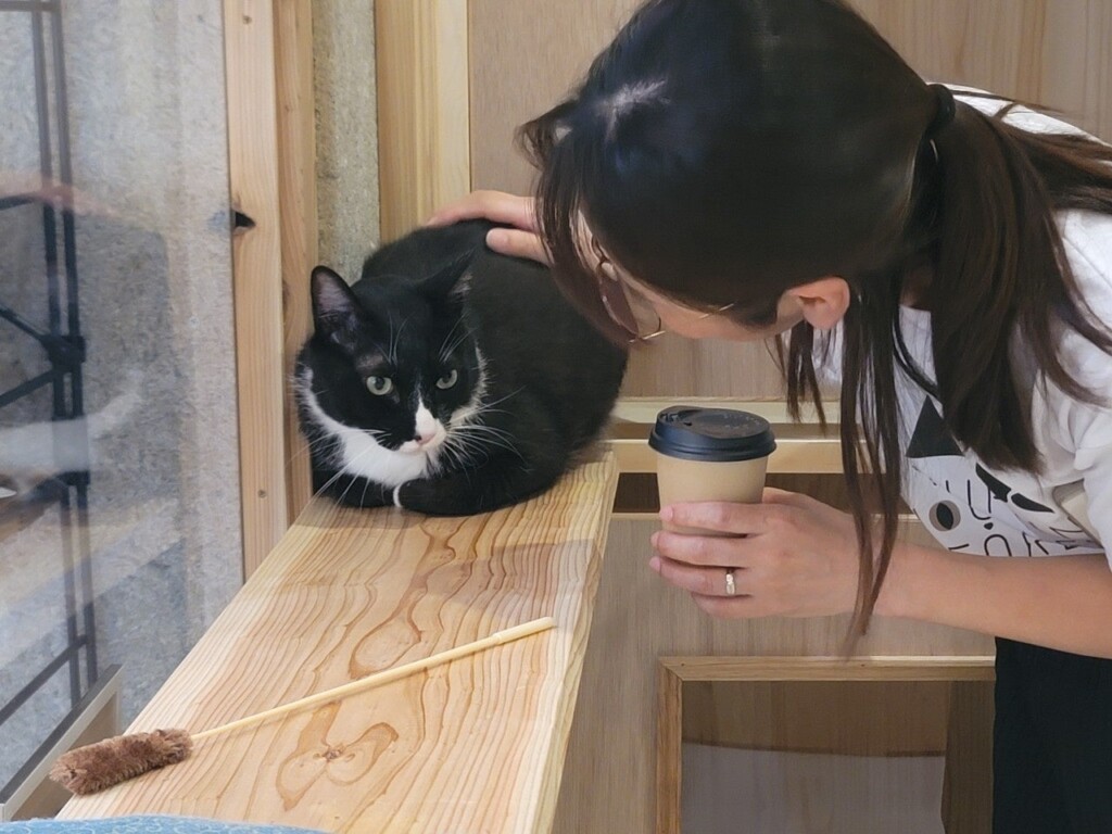 保護猫カフェでも猫ちゃんとまったり過ごせます