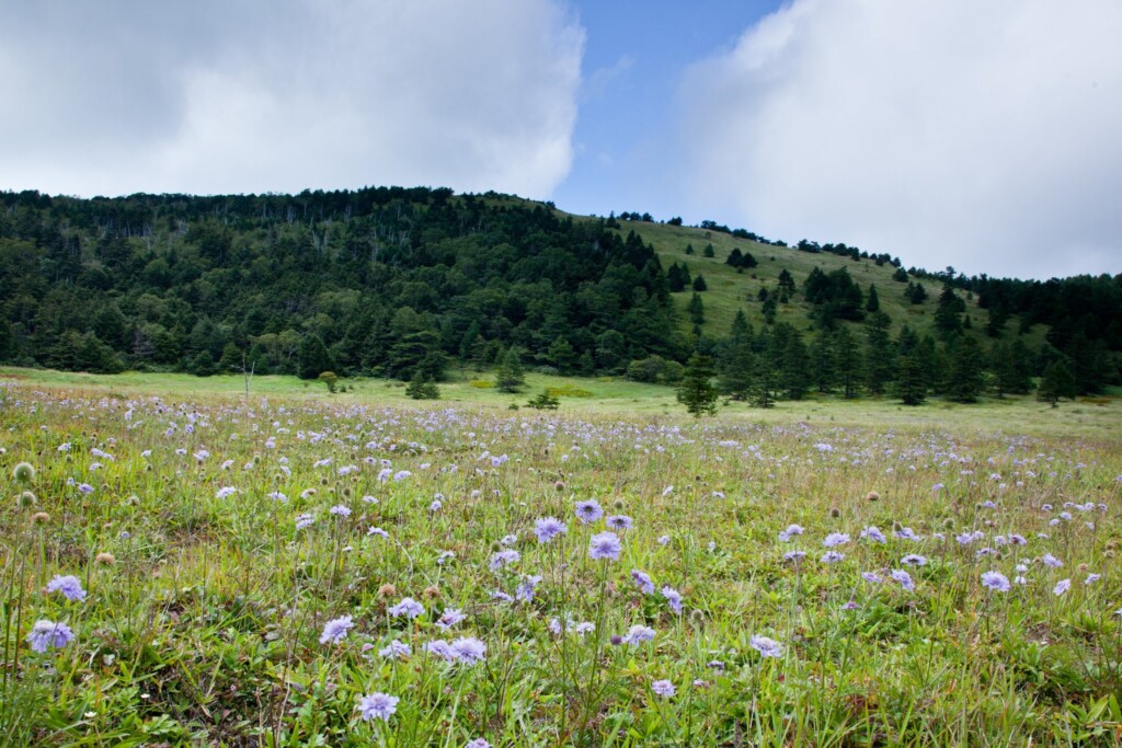 マツムシソウの群生。多くの植物が生息するため「高山植物の宝庫」や「天空のお花畑」とも呼ばれている