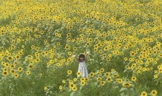 アルコピアひまわり園（昨年の様子）