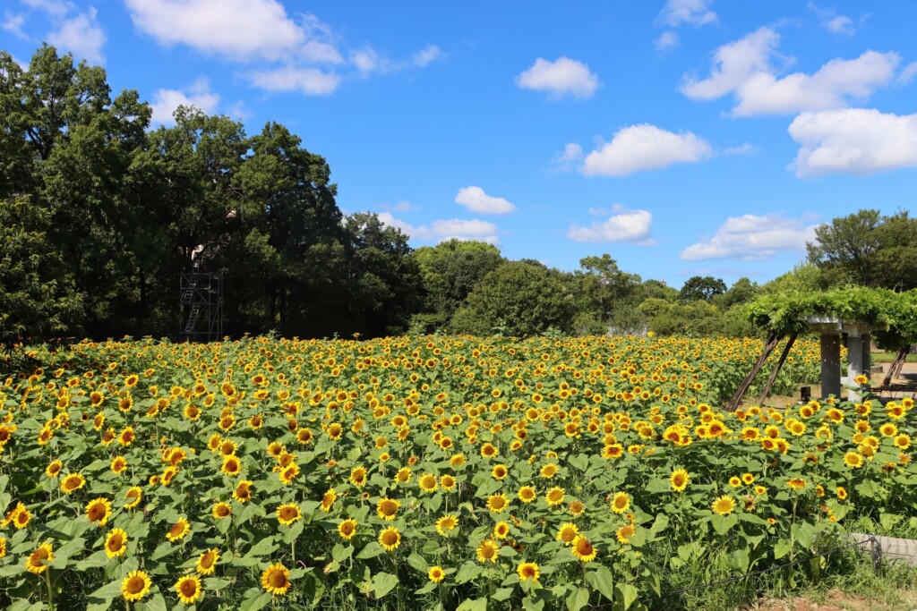 ※昼間の大阪市長居植物園のヒマワリ畑の様子