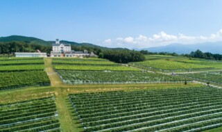 中伊豆ワイナリー シャトーT.S 外観およびぶどう畑 イメージ