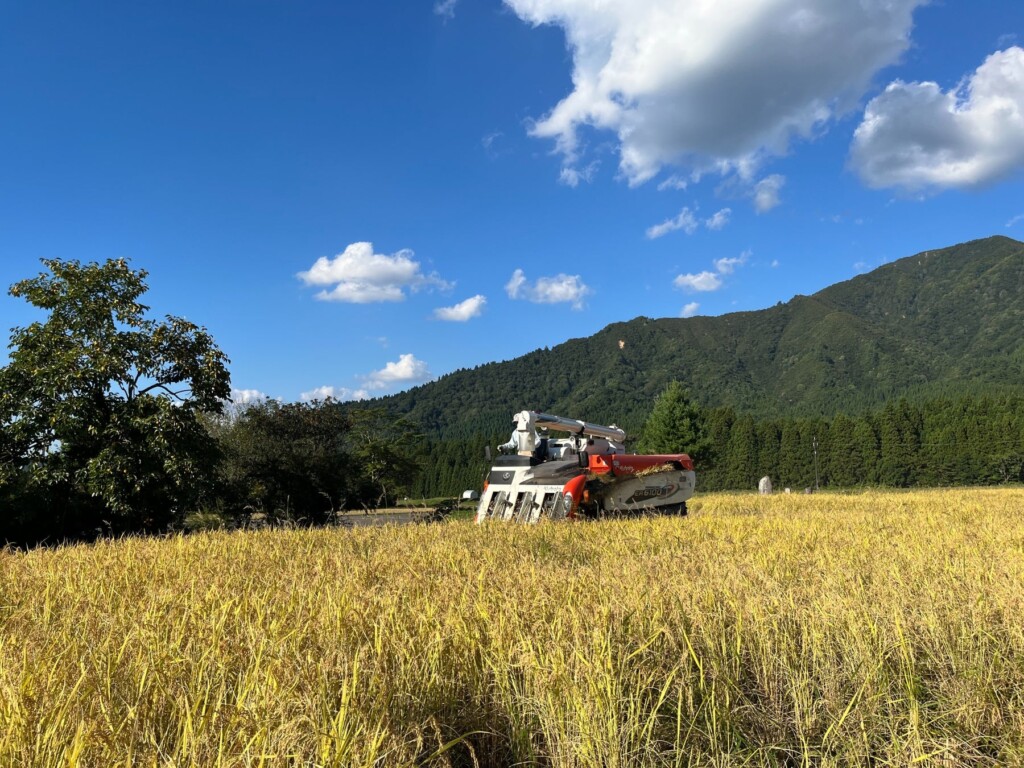 【苗から稲へと成長する力】