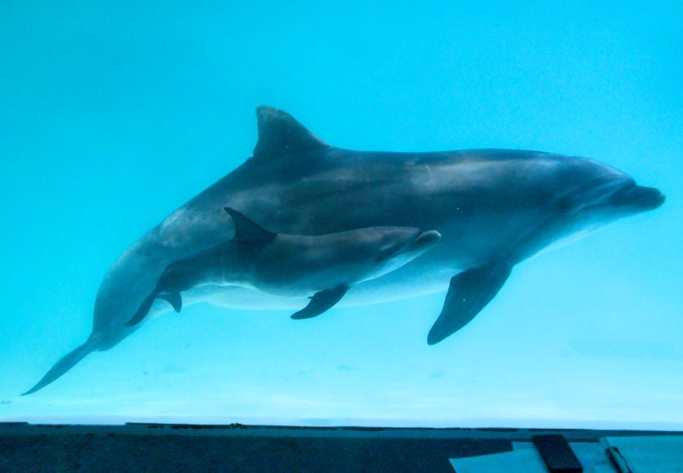 【おたる水族館のバンドウイルカ「メリー」と仔イルカ】