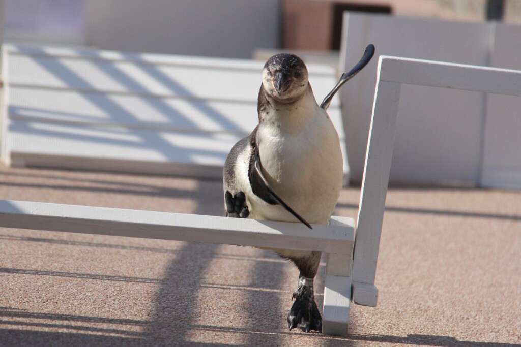 フンボルトペンギン