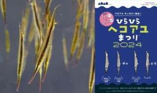 【（左）AOAO SAPPORO展示生物“ヘコアユ”の群れ（右）ひらひら“ヘコアユ”まつり2024】