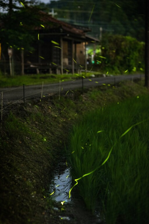 116479-5-cc6486e865e529257185b140c7857f9d-1800x2700-1
