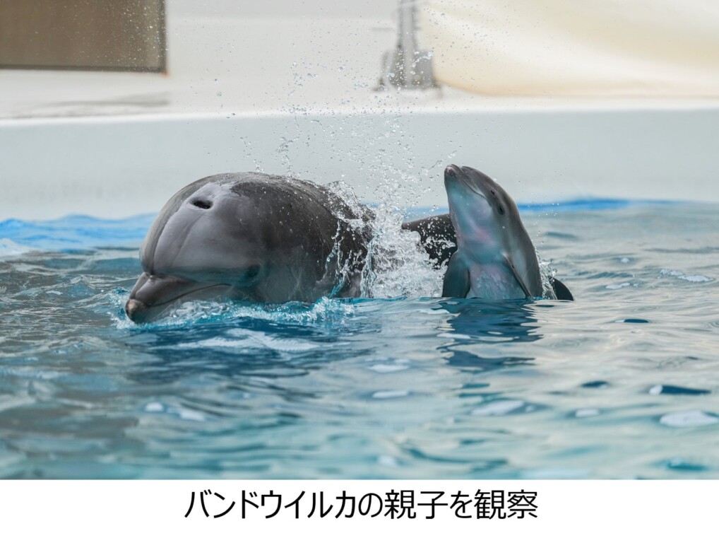 7398-1644-fc35b4a5758735f01db81b8813063061-1819x1373-1